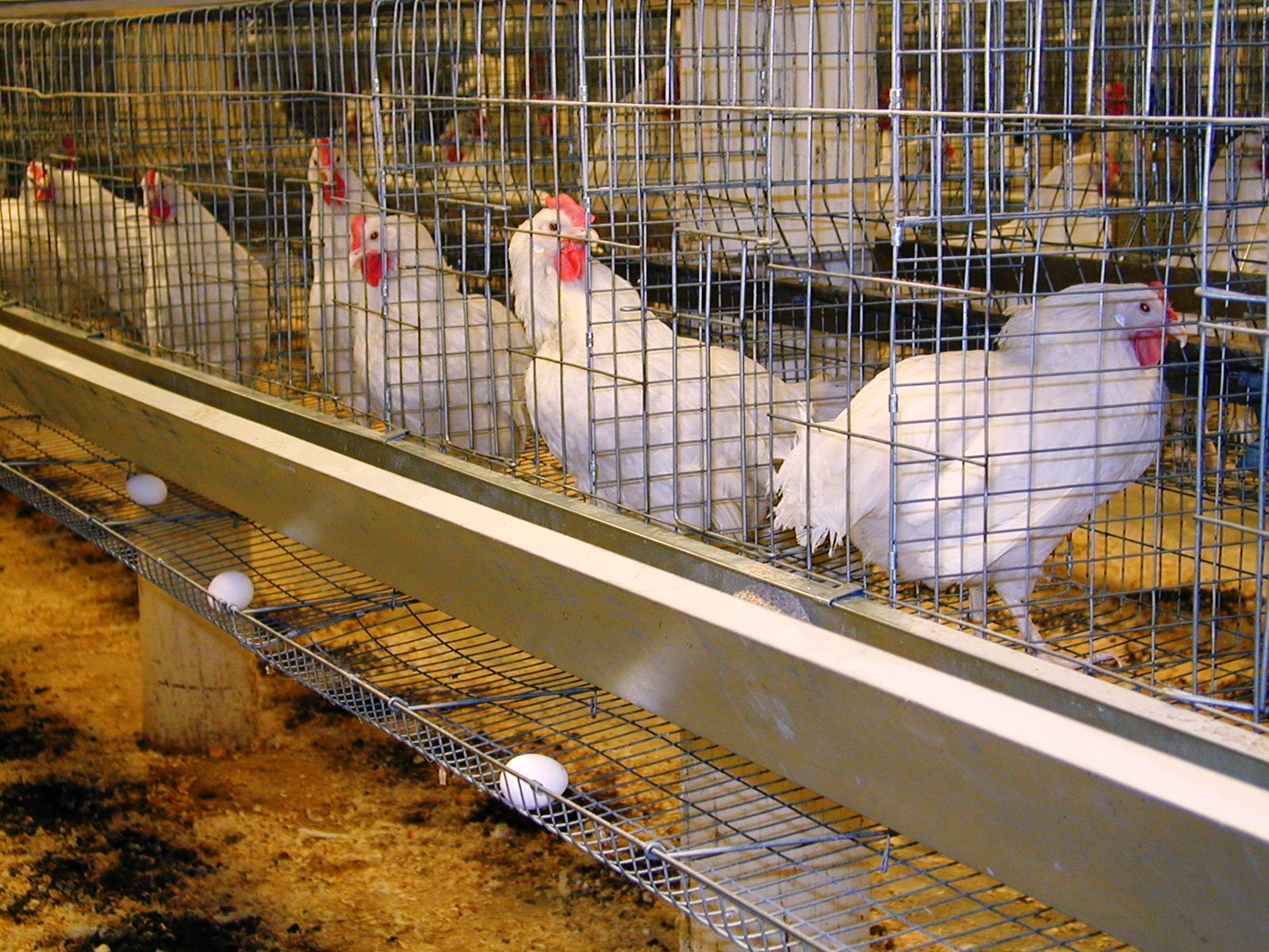 پرورش مرغ تخمگذار بومی در قفس - سپید طیور